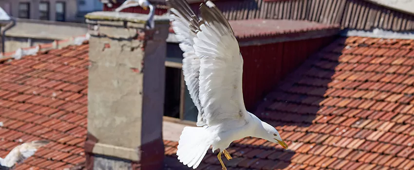 Residential Chimney Animal Removal Solution in Enterprise, AL